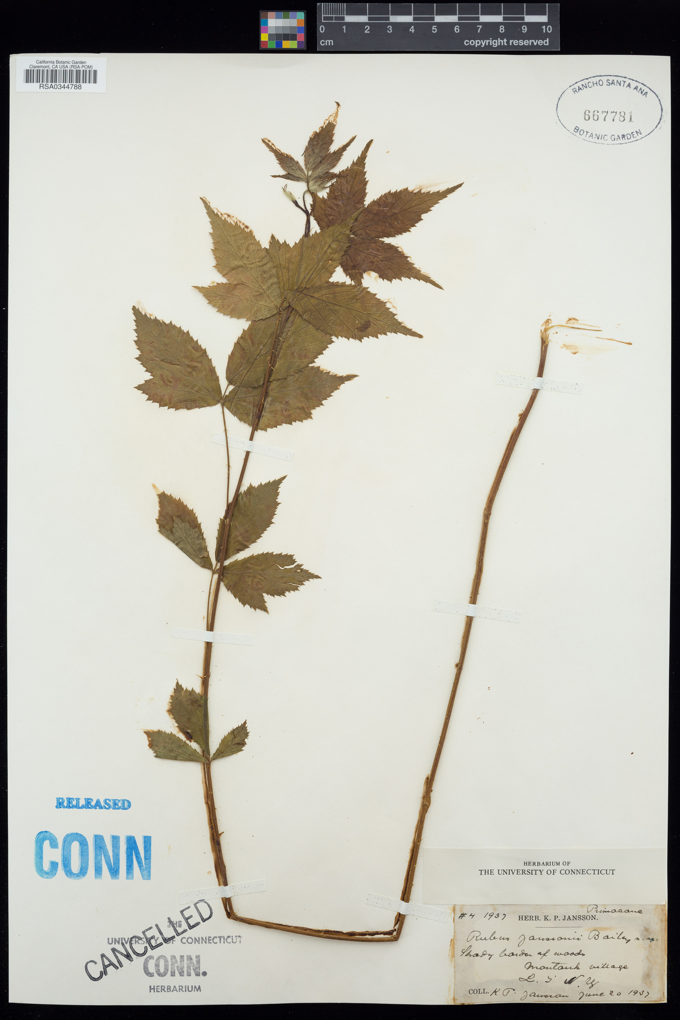Rubus × janssonii image