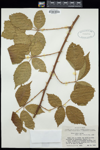 Rubus pensilvanicus image