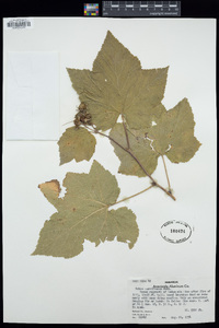 Rubus parviflorus image