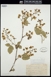 Rubus pensilvanicus image