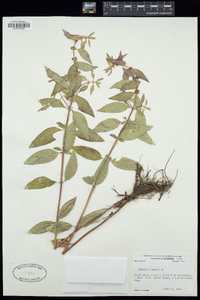 Mentha arvensis image