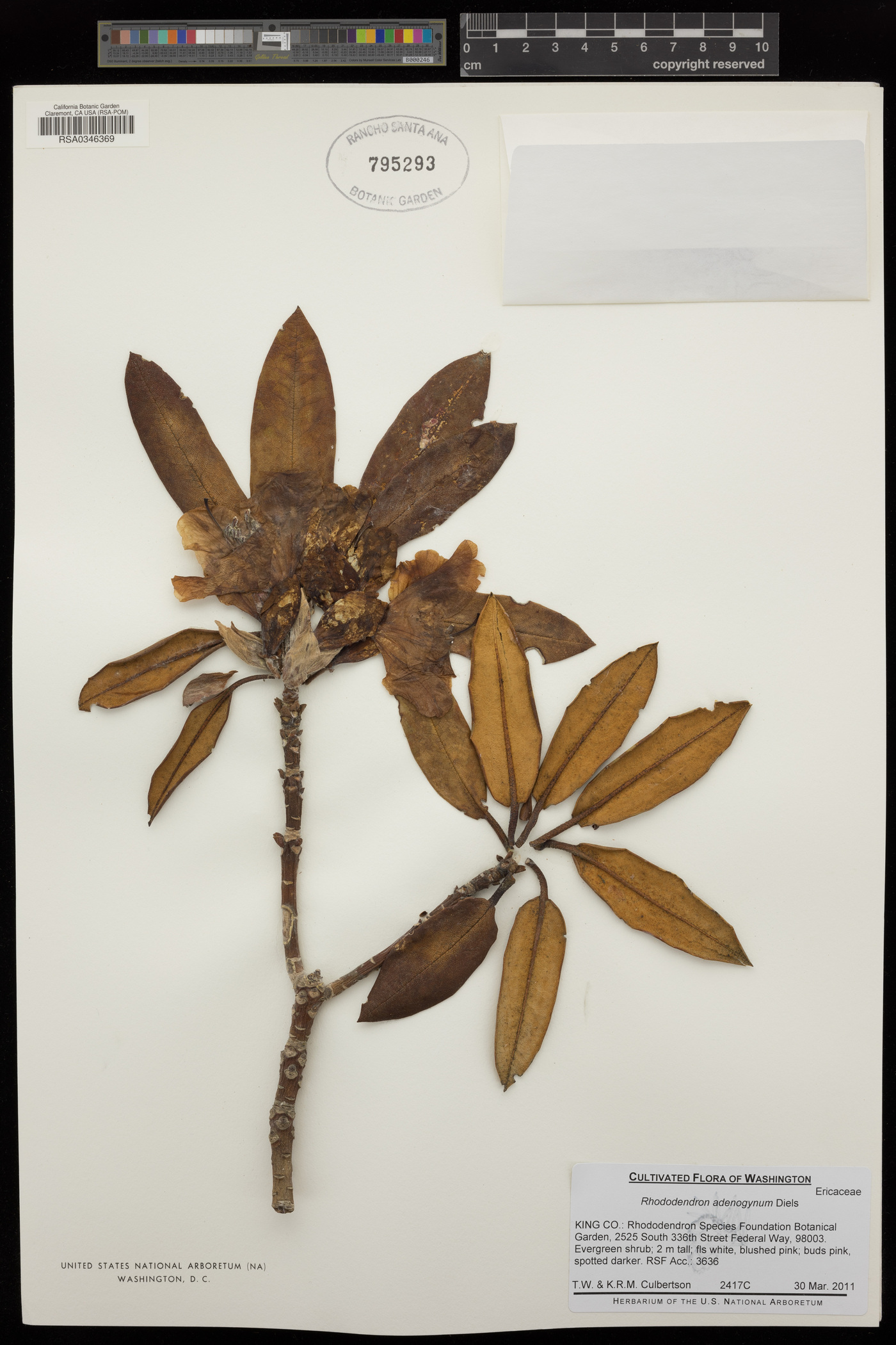 Rhododendron adenogynum image