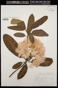 Rhododendron columbianum image