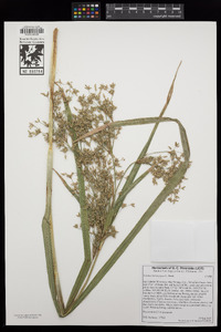 Scirpus microcarpus image