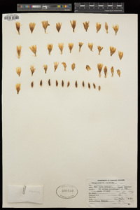 Mammillaria candida image