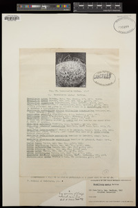 Mammillaria mystax image