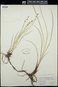 Carex aquatilis image