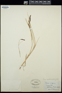 Carex aquatilis image