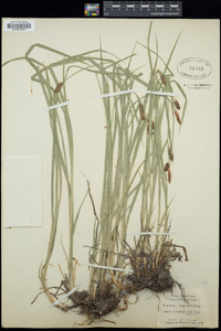 Carex aquatilis image