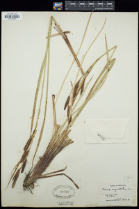 Carex aquatilis image