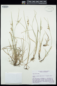 Carex aurea image