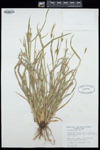 Carex blanda image