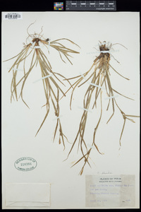 Carex blanda image