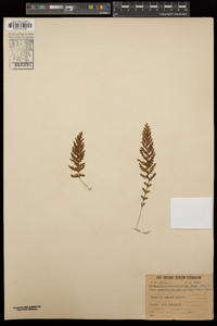 Image of Hymenophyllum aeruginosum
