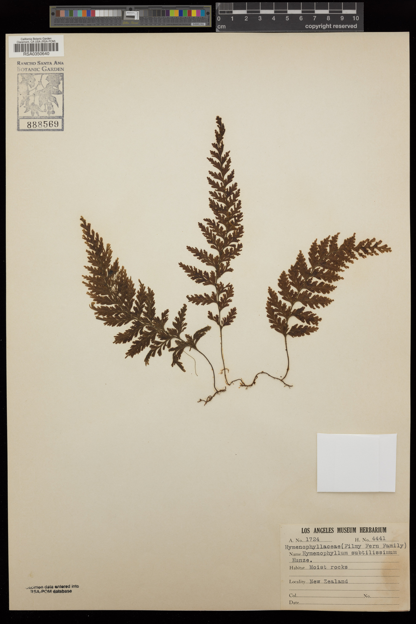 Hymenophyllum subtilissimum image