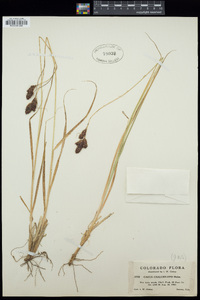 Carex chalciolepis image