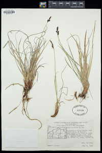 Carex concolor image