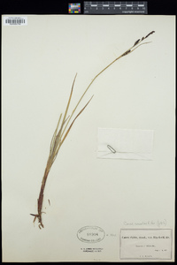 Carex concolor image