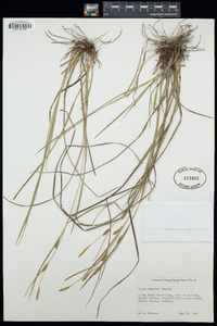 Carex conoidea image