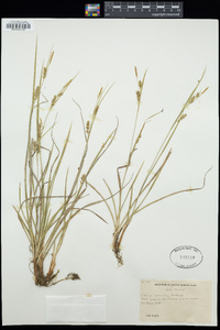 Carex conoidea image