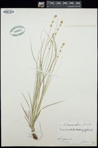 Carex rosea image