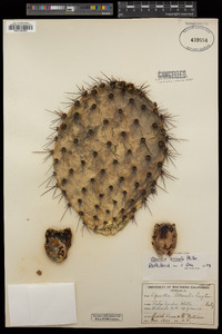 Opuntia oricola image