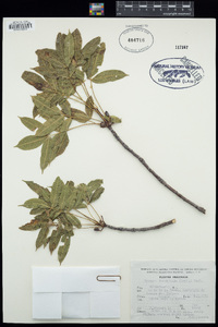 Image of Bursera lancifolia