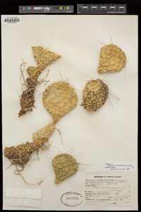 Cylindropuntia echinocarpa image