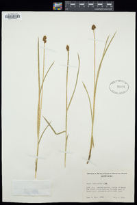 Carex microptera image