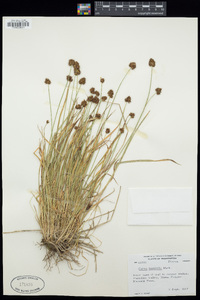 Carex microptera image