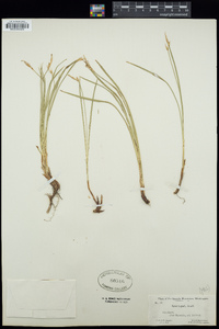 Carex geyeri image