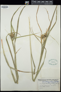 Carex grayi image