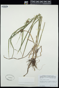 Carex grayi image