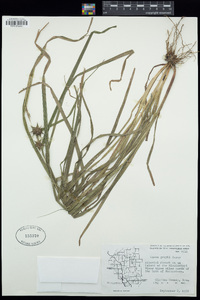 Carex grayi image