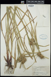 Carex grayi image