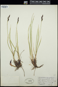 Carex scopulorum image