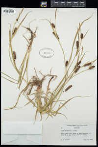 Carex houghtoniana image