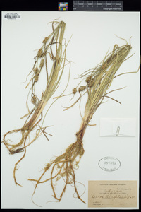 Carex houghtoniana image