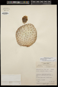 Opuntia aurea image