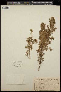 Prostanthera rotundifolia image