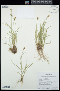 Carex illota image