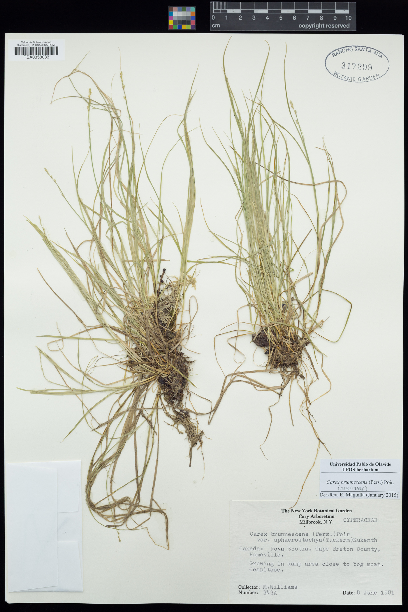 Carex brunnescens image