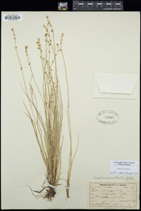 Carex canescens image