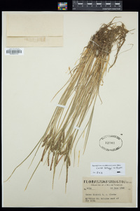 Carex lenticularis var. lipocarpa image