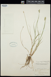 Carex longii image