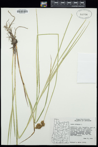 Carex leporina image