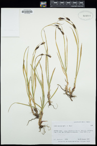 Carex macrochaeta image