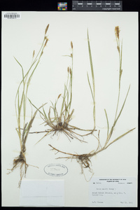 Carex meadii image