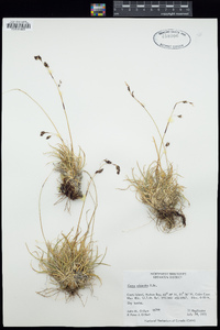 Carex fuliginosa image