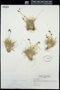 Carex fuliginosa image